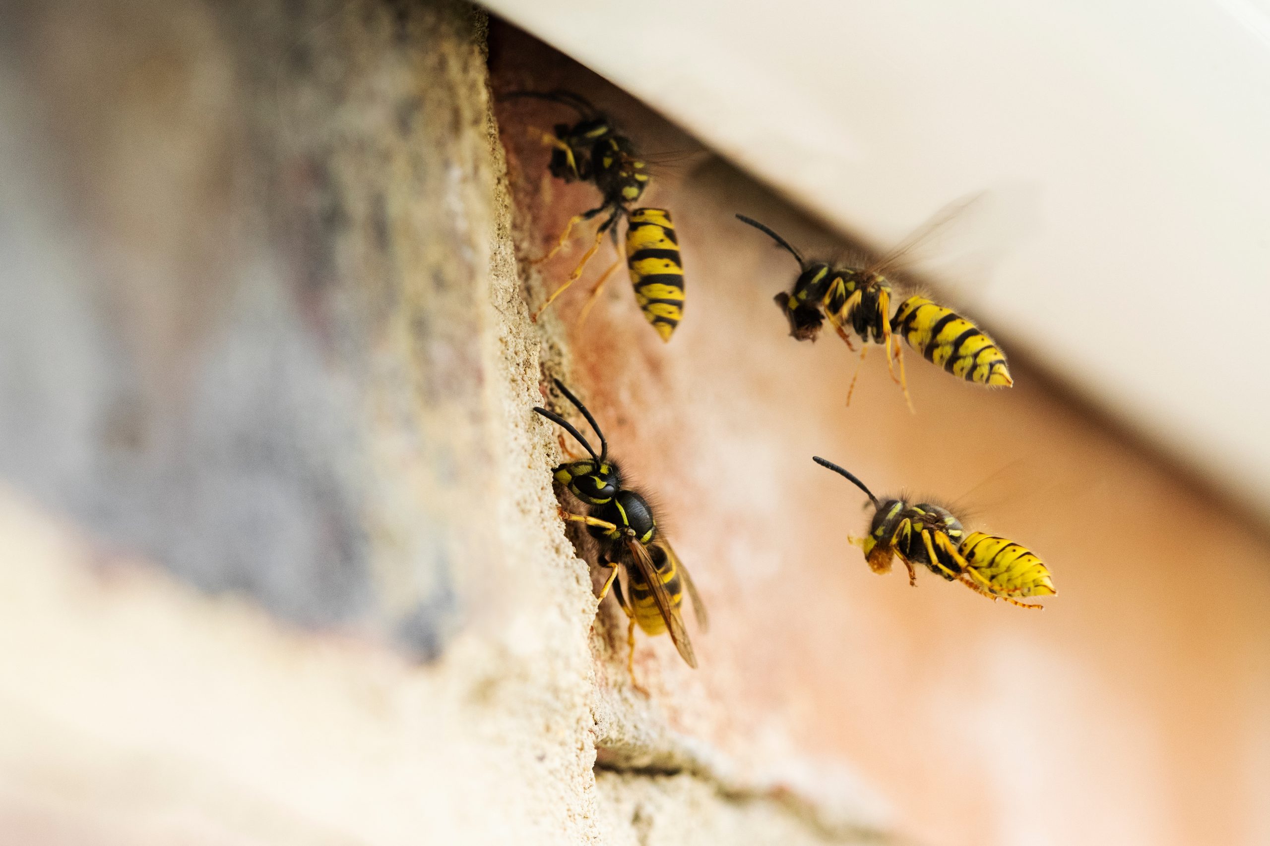 Wasp Removal